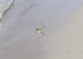 Nesvakidašnja scena na Velikoj plaži u Ulcinju: Iz mora izašla zmija i krenula prema djetetu