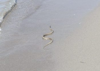 Nesvakidašnja scena na Velikoj plaži u Ulcinju: Iz mora izašla zmija i krenula prema djetetu
