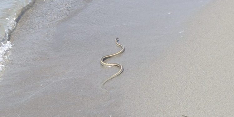 Nesvakidašnja scena na Velikoj plaži u Ulcinju: Iz mora izašla zmija i krenula prema djetetu