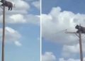 Medvjed se uspio na vrh betonskog električnog stuba, pokušali su mu pomoći ali strujni udar bio brži VIDEO