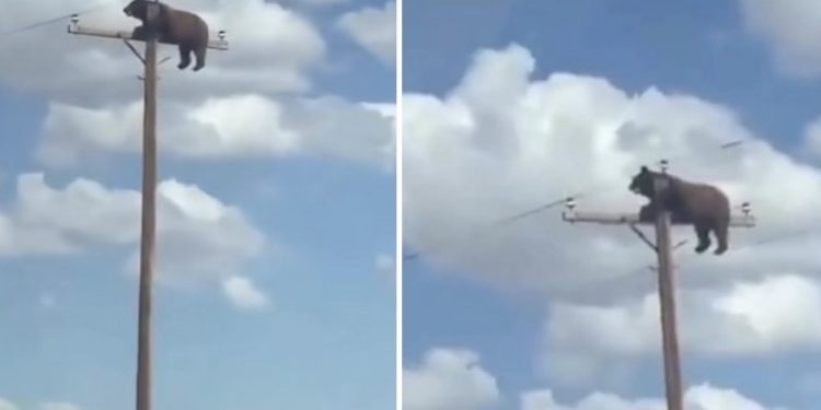 Medvjed se uspio na vrh betonskog električnog stuba, pokušali su mu pomoći ali strujni udar bio brži VIDEO