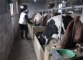 Do 27.000 eura bespovratne pomoći za stočare u Srbiji: Prijave otvorene do 19. novembra