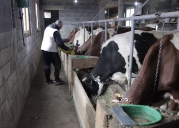 Do 27.000 eura bespovratne pomoći za stočare u Srbiji: Prijave otvorene do 19. novembra