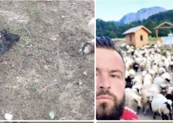 Psi lutalice poklali ovce porodice Aljović: Mještani godinama upozoravaju na ovaj problem