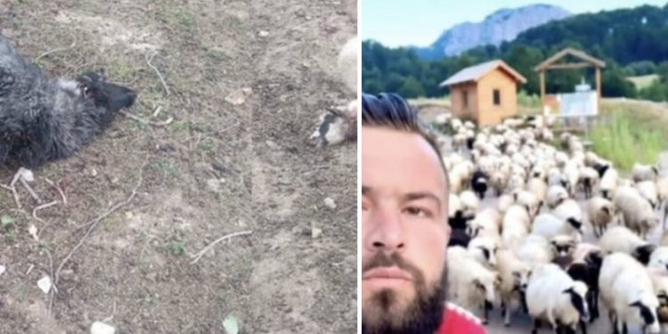 Psi lutalice poklali ovce porodice Aljović: Mještani godinama upozoravaju na ovaj problem